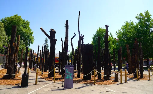 “A Última Floresta” confronta público com impacto dos incêndios florestais. Instalação imersiva transforma espaço público em experiência sensorial e pedagógica sobre o impacto do fogo
