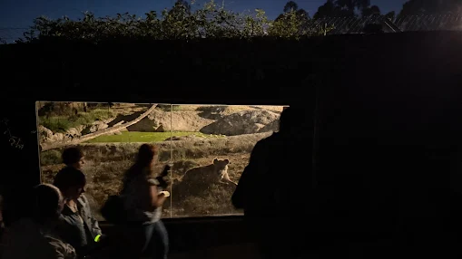 Atividade exclusiva até 25 de setembro. Visitas Noturnas revelam o que acontece no Zoo Santo Inácio depois do pôr do sol