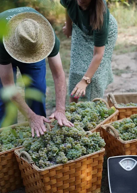 Aos sábados em setembro: VIN-DIM’ART! regressa à Quinta da Aveleda para celebrar a época das vindimas