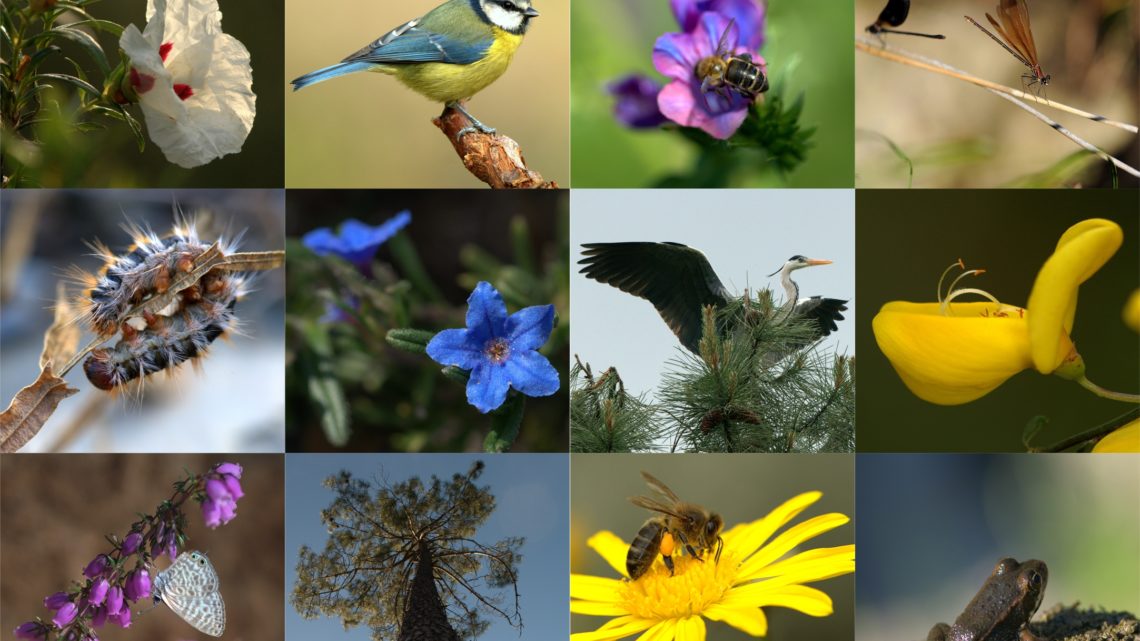 Proença-a-Nova | BiodivSummit debate novas estratégias de biodiversidade