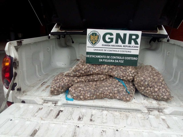 Apreendidos quase 250 quilos de bivalves impróprios para consumo na Gafanha
