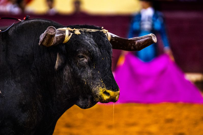 Prótoiro anuncia pedido de tourada na Póvoa de Varzim apesar de proibição pela câmara