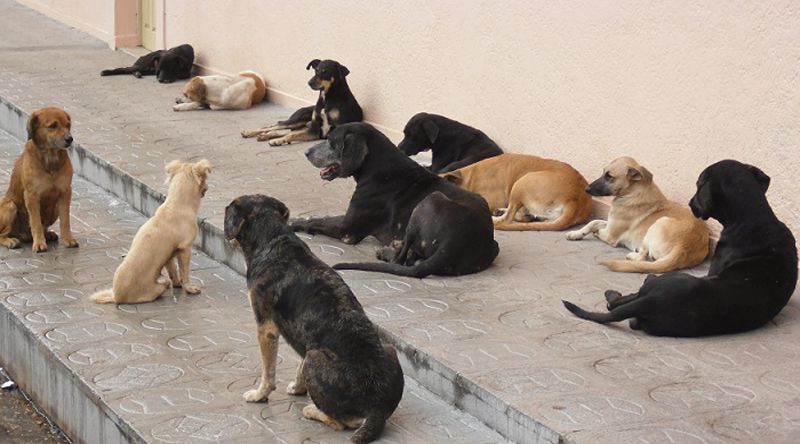 Mundo | Captura e eletrocussão de cães em Cabo Verde gera indignação, autarquia diz ser legal