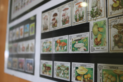 Proença-a-Nova | Centro Ciência Viva da Floresta apresenta “Cogumelos em Selos”