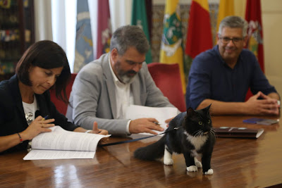 Região de Aveiro | Câmara apoia a associação de proteção de animais CÃOamor