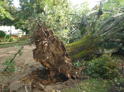 Cantanhede | Medida impõe-se por razões de segurança _ Duas árvores do jardim municipal de Cantanhede vão ser abatidas