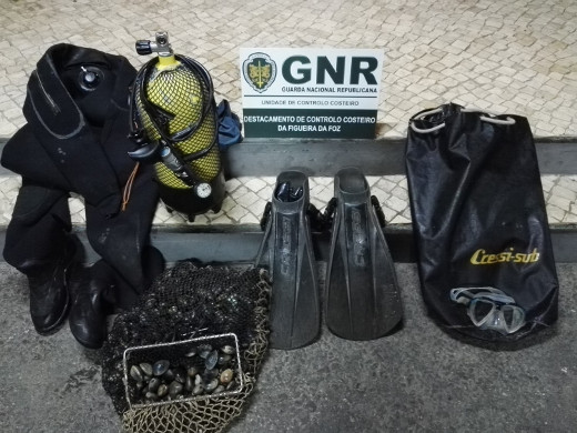 Região de Aveiro | Três mergulhadores identificados por captura ilegal na Ria de Aveiro