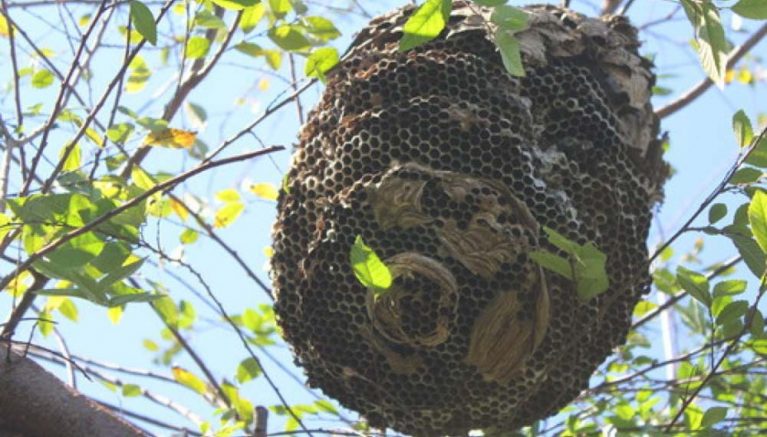 Oeste | Sessão de esclarecimento sobre a Vespa Velutina