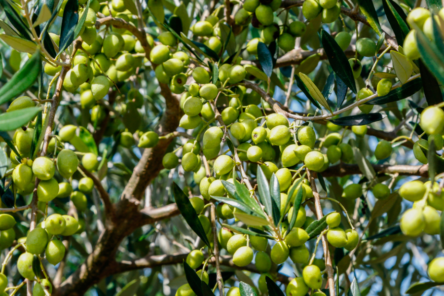 Alentejo| A produção de azeite pode parar e o setor colapsar devido ao excesso de bagaço de azeitona