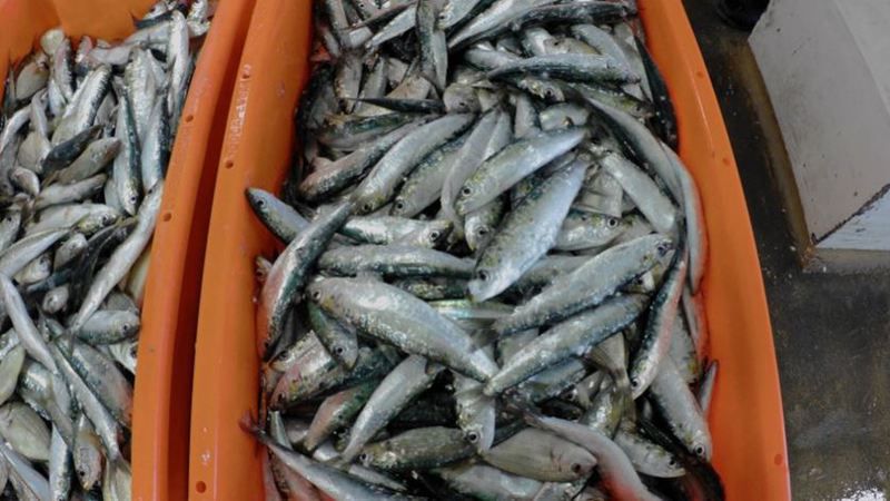 Governo diz que ainda não há condições para definir limites da pesca da sardinha para 2020