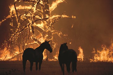 Incêndios com várias frentes mantêm Austrália em estado de alerta