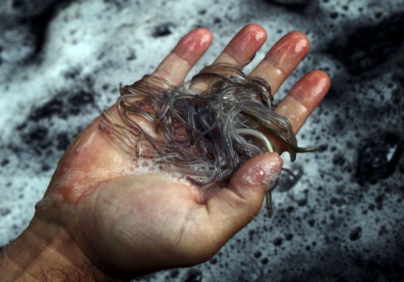 Transportavam oito malas com meixão vivo avaliado em 452 mil euros, mas acabaram detidos no Aeroporto