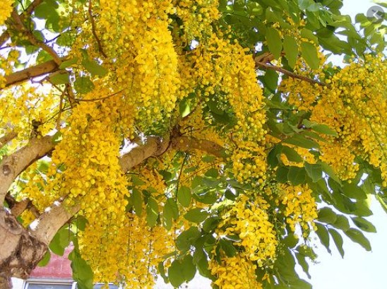 Guitarras e bancos de jardim para combater a “invasão” de acácias na Sertã