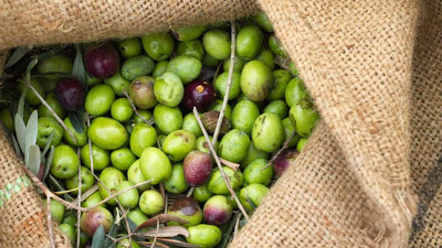 Produção de azeitona para azeite deverá subir 30%