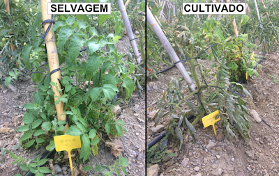 As plantas de tomate selvagem defendem-se melhor das pragas do que as variedades cultivadas, revela estudo