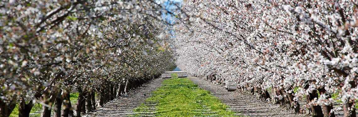 Em Março há “Rota das Amendoeiras” na Linha do Douro