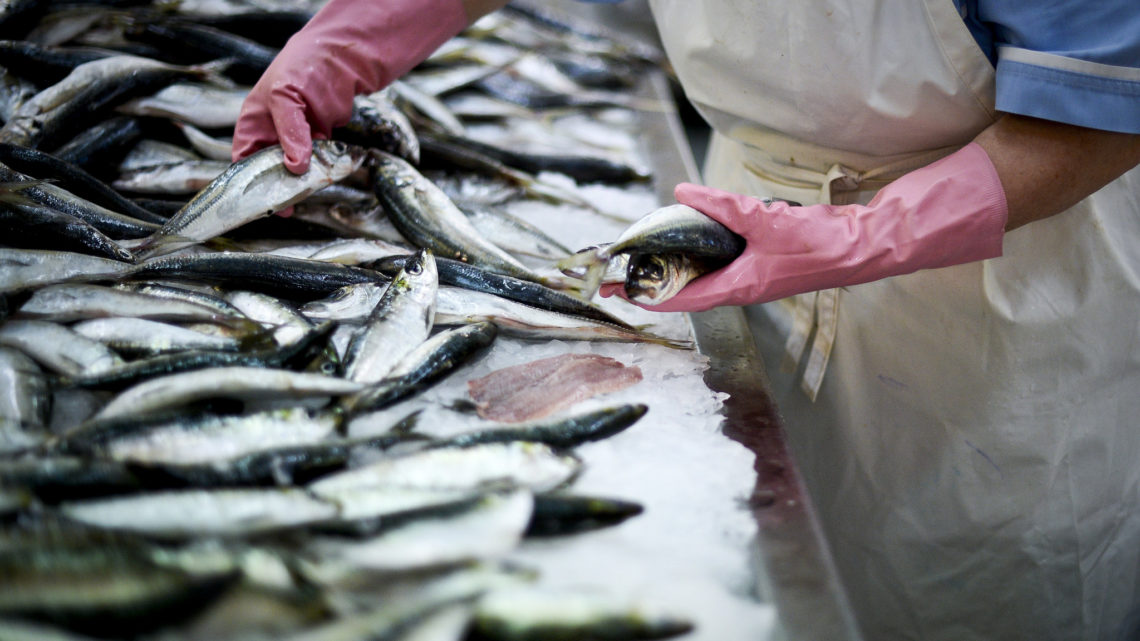 Portugal e Espanha querem aumento da pesca da sardinha em 2020