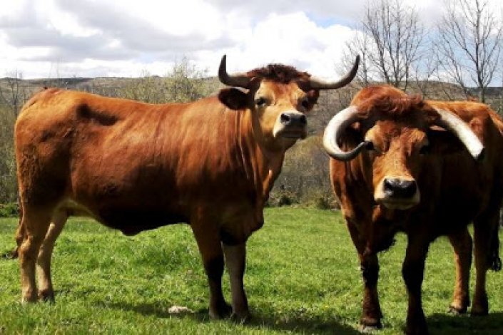 NACIONAL|AGRO-PECUÁRIA: Produtores de bovinos não conseguem escoar produção