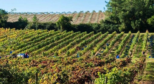 Em vídeo: Bairrada lança mensagem de apoio e esperança ao setor do vinho