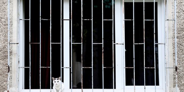 PSP da Amadora encontra 13 gatos mortos em apartamento