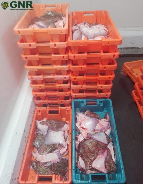 Apreendidos 227 quilos de pescado fresco por fuga a lota na Gafanha
