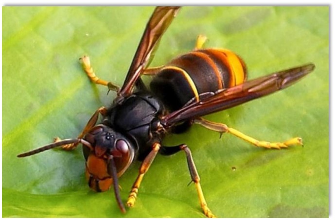 Cantanhede | Vespa asiática já despertou