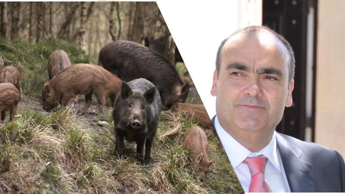 Figueiró dos Vinhos | Estragos de javalis recomendação à câmara do Vereador do PSD, Engº Filipe Silva