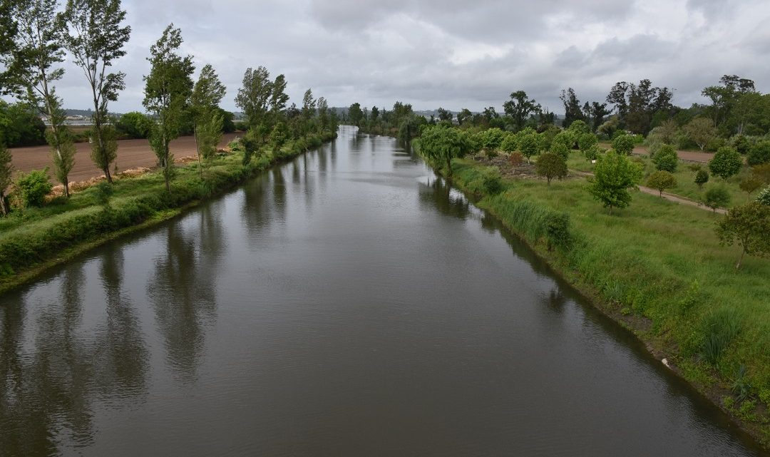 Montemor-o-Velho está a limpar leito abandonado do rio Mondego