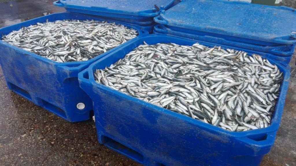 Pescadores dizem que ‘stock’ de sardinha está recuperado e querem pescar 30 mil toneladas este ano