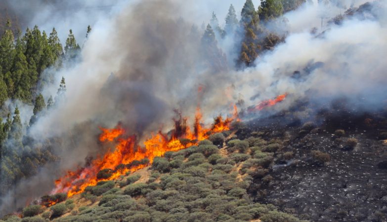 Mais de 20 concelhos em risco muito elevado de incêndio