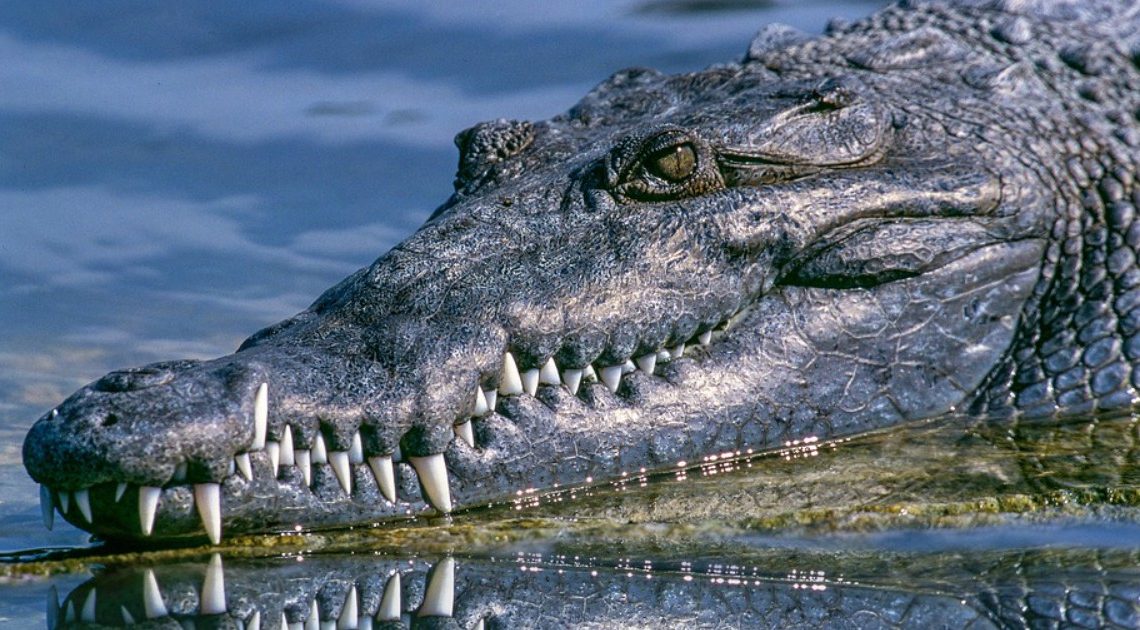 Autoridades espanholas lançam buscas por crocodilo “muito agressivo” no Douro