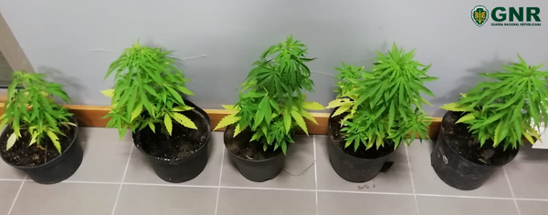 Apreendidas cinco plantas de cannabis na Gafanha da Nazaré