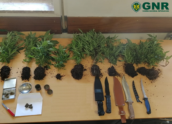 Apreendidas dez plantas de cannabis em Sangalhos