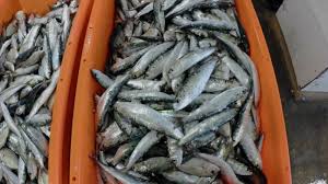Pescadores voltam hoje a capturar sardinha por dois meses