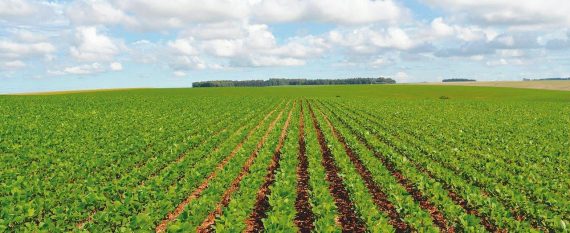 Brasil celeiro do mundo — PARTE IV