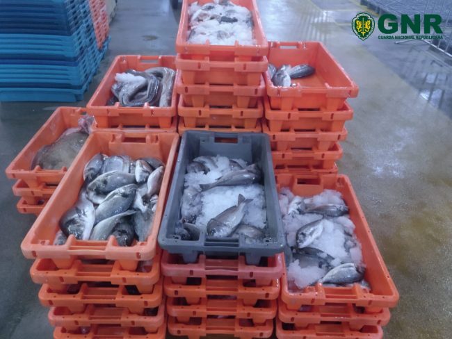 COSTA NOVA: Apreendida quase meia tonelada de pescado impróprio para consumo