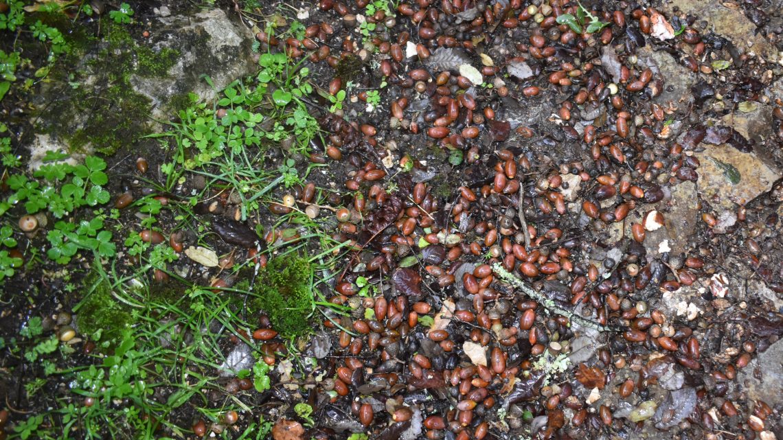 Ansião promove o II Congresso Bolota de Sicó