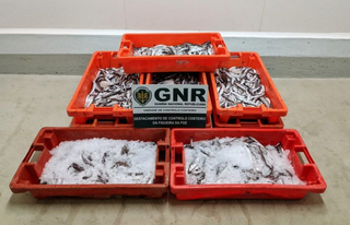 85 quilos de pescado apreendidos na Nazaré