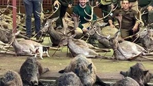 Suspensa licença de caça na quinta da Torre Bela após abate de 540 animais