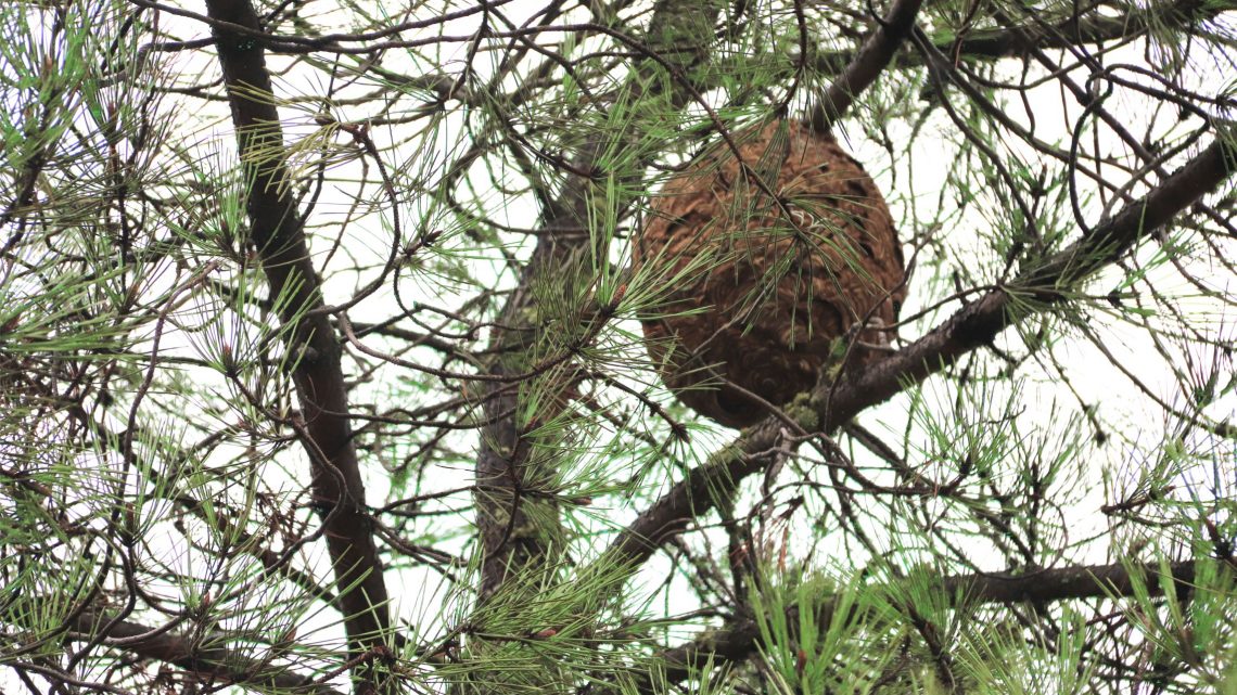 Proença-a-Nova | Serviços do Município destruíram 48 ninhos de vespa asiática em 2020