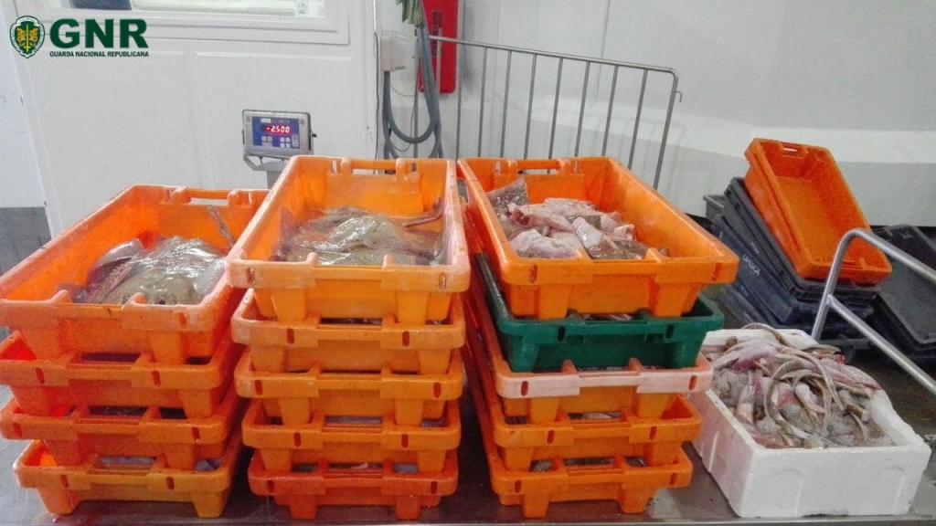 Apreendidos mais de 200 quilos de raia curva em Aveiro