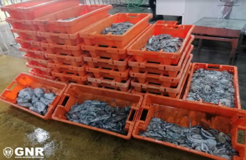 Aveiro | Apreendidos cerca de 300 quilos de pescado fresco