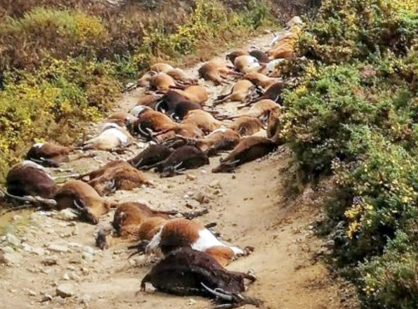 Relâmpago mata 68 cabras em Arcos de Valdevez