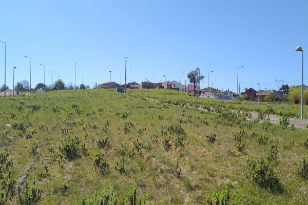 ANADIA: Município aliena lotes da Quinta do Rangel em Ancas