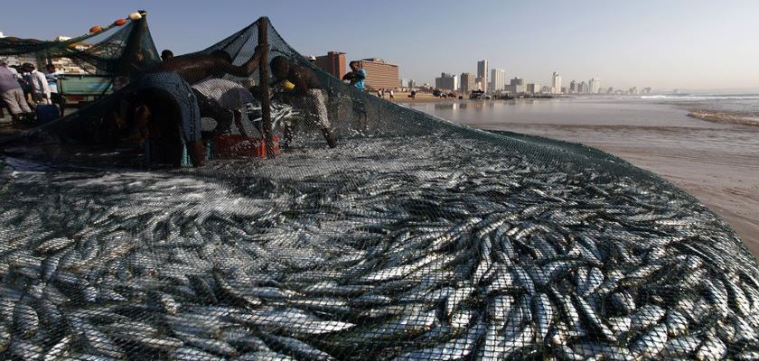 Pesca da sardinha reabre após quase sete meses