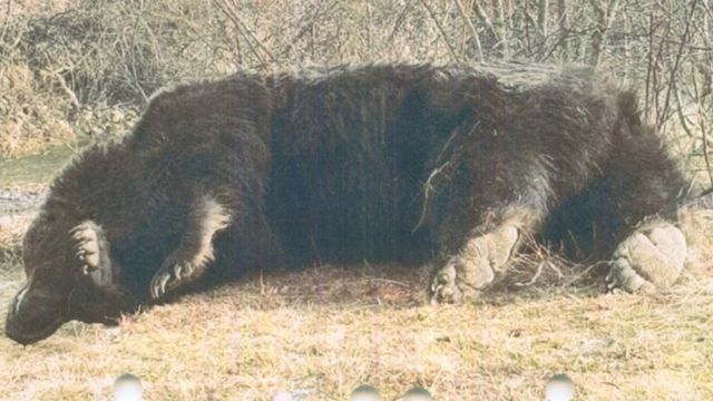 Príncipe do Liechtenstein acusado de matar Arthur, o maior urso da Roménia