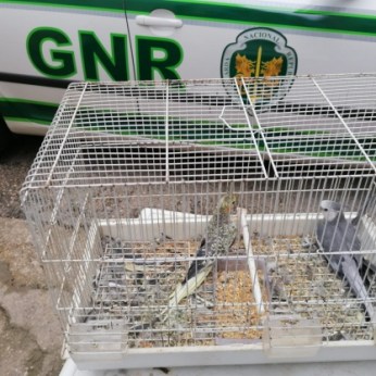 Homem identificado por furto de aves em residência
