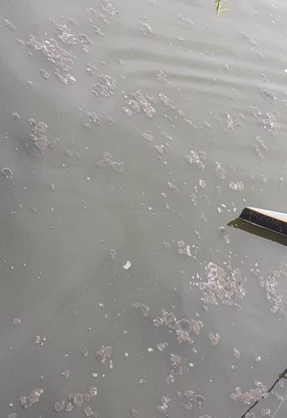 Descargas poluentes na Pateira de Fermentelos