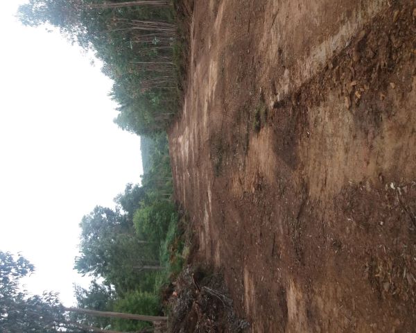 Águeda | Câmara Municipal está a reabilitar e a abrir caminhos na floresta do concelho