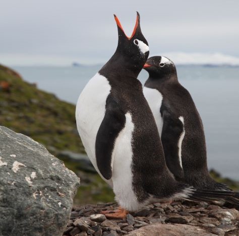 Investigação: Estudo revela a presença de microplásticos em pinguins da Antártida há mais de 15 anos